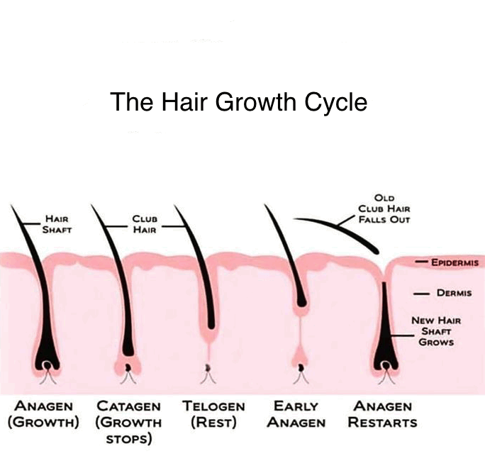 Hair Growth Cycle